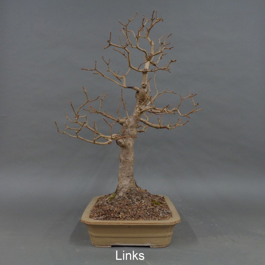 Bonsai Acer campestre links