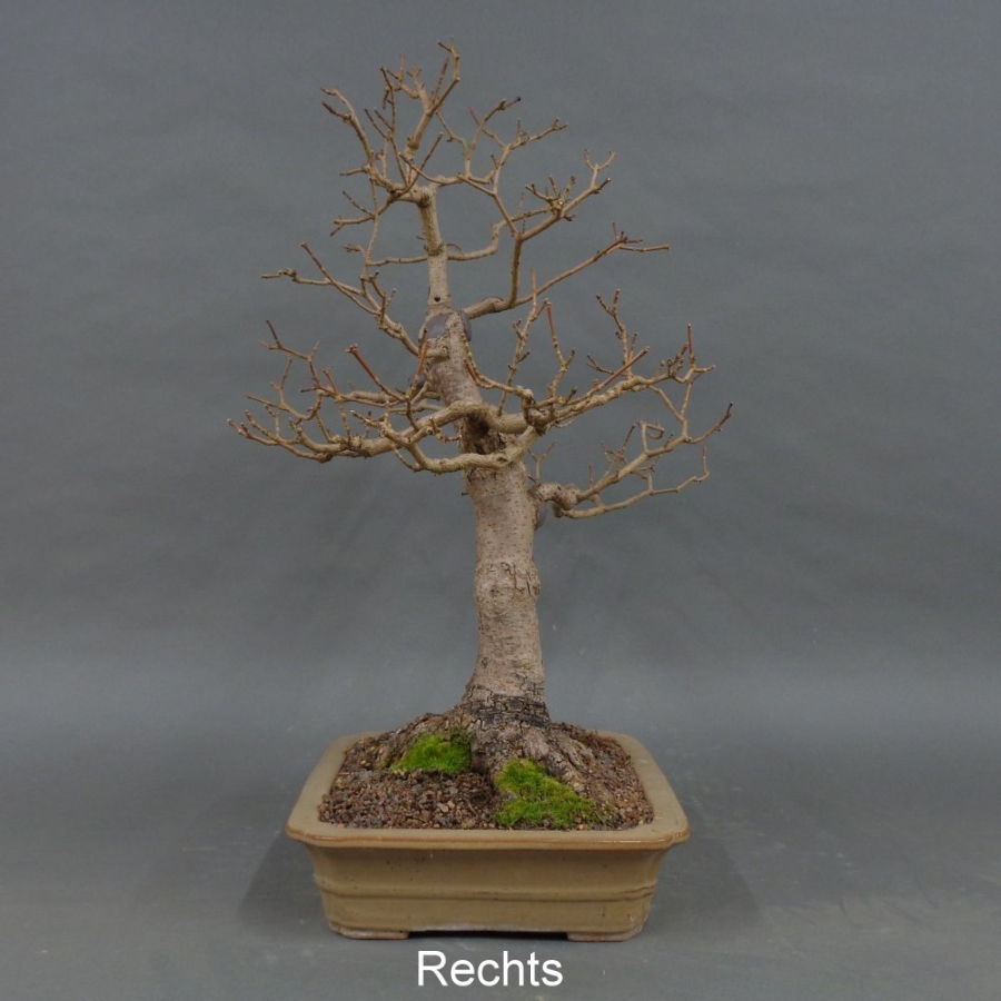 Bonsai Acer campestre von rechts
