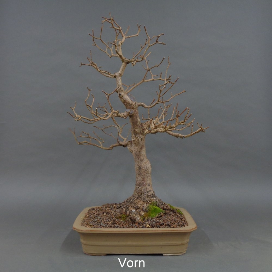 Bonsai Acer campestre