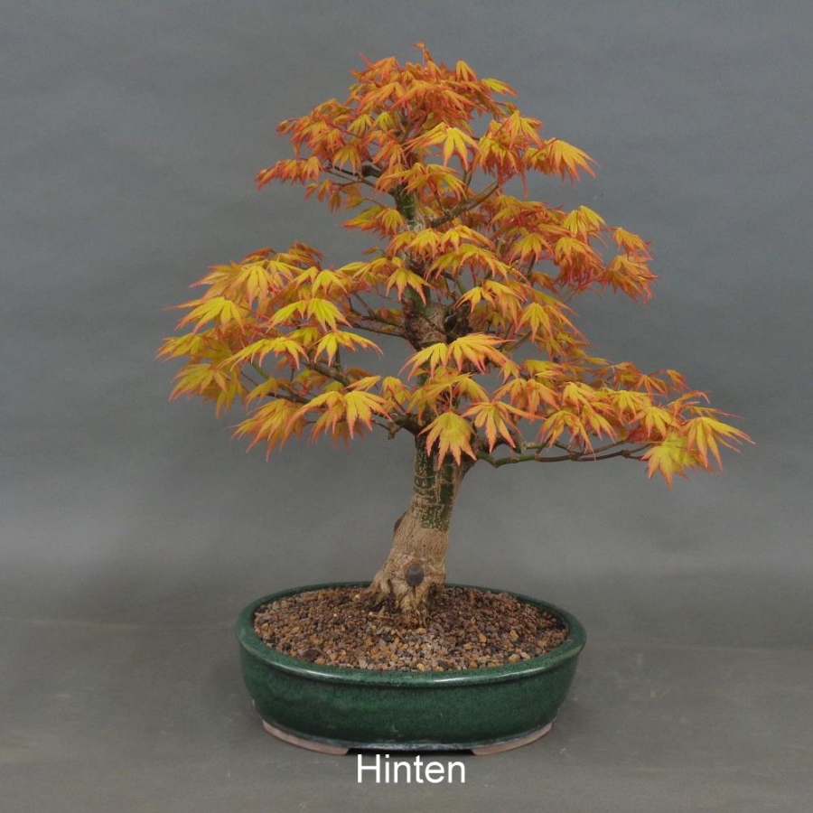 Acer palmatum Fächerahorn Katsura