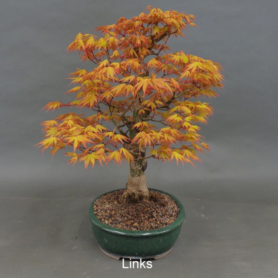 Acer palmatum Fächerahorn Katsura