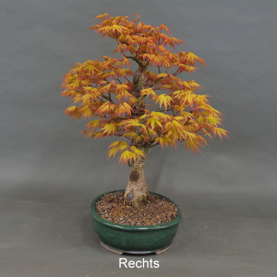 Acer palmatum Fächerahorn Katsura