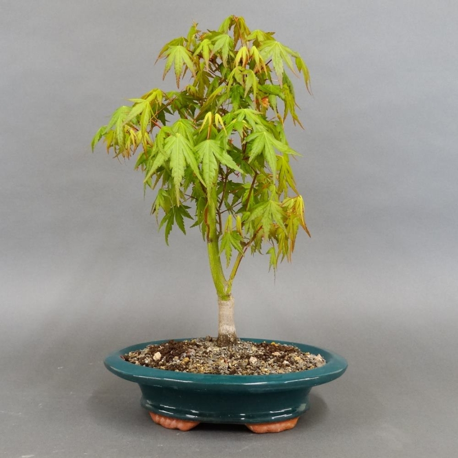 Acer palmatum Fächerahorn