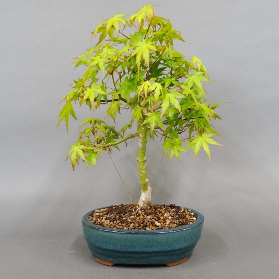 Acer palmatum Fächerahorn