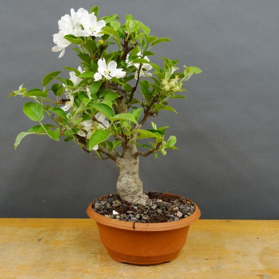 Pre-Bonsai, Malus, Evereste, Rosa, Blüte, Zierapfel