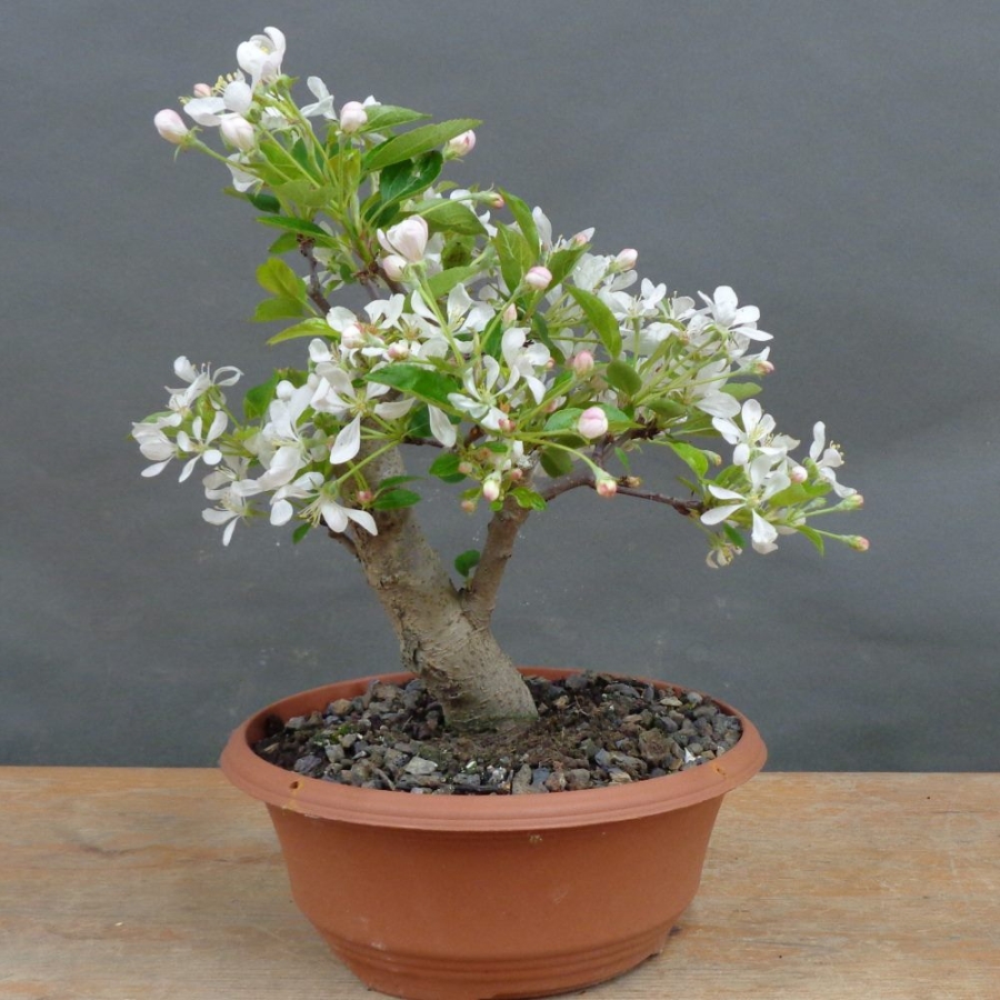 Pre-Bonsai, Malus, Yana, vorn
