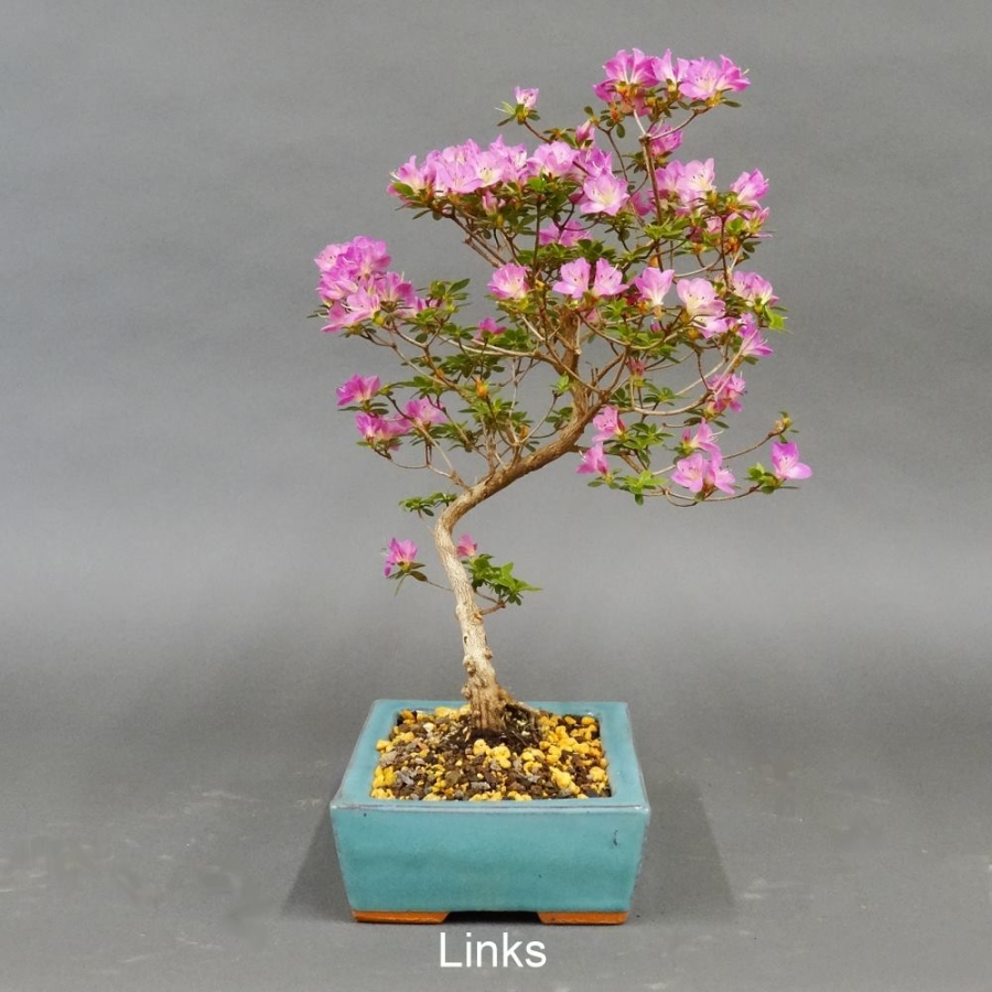 Satsuki, Azalee, Bonsai
