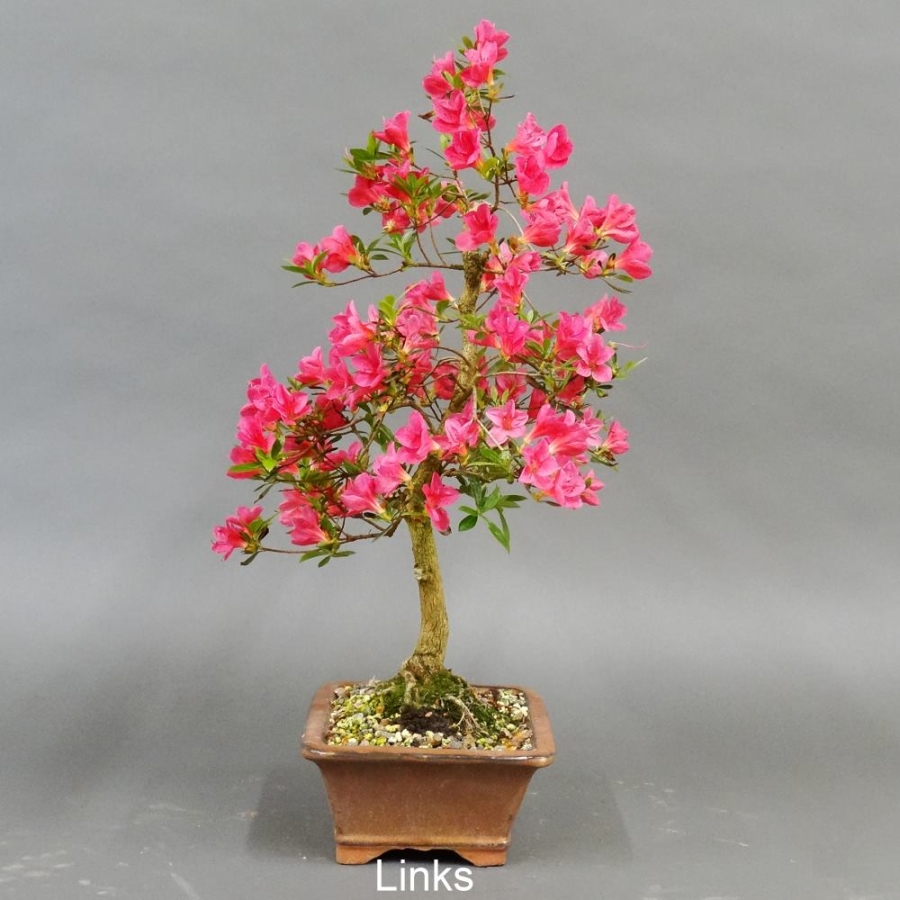Satsuki, Azalee, Bonsai