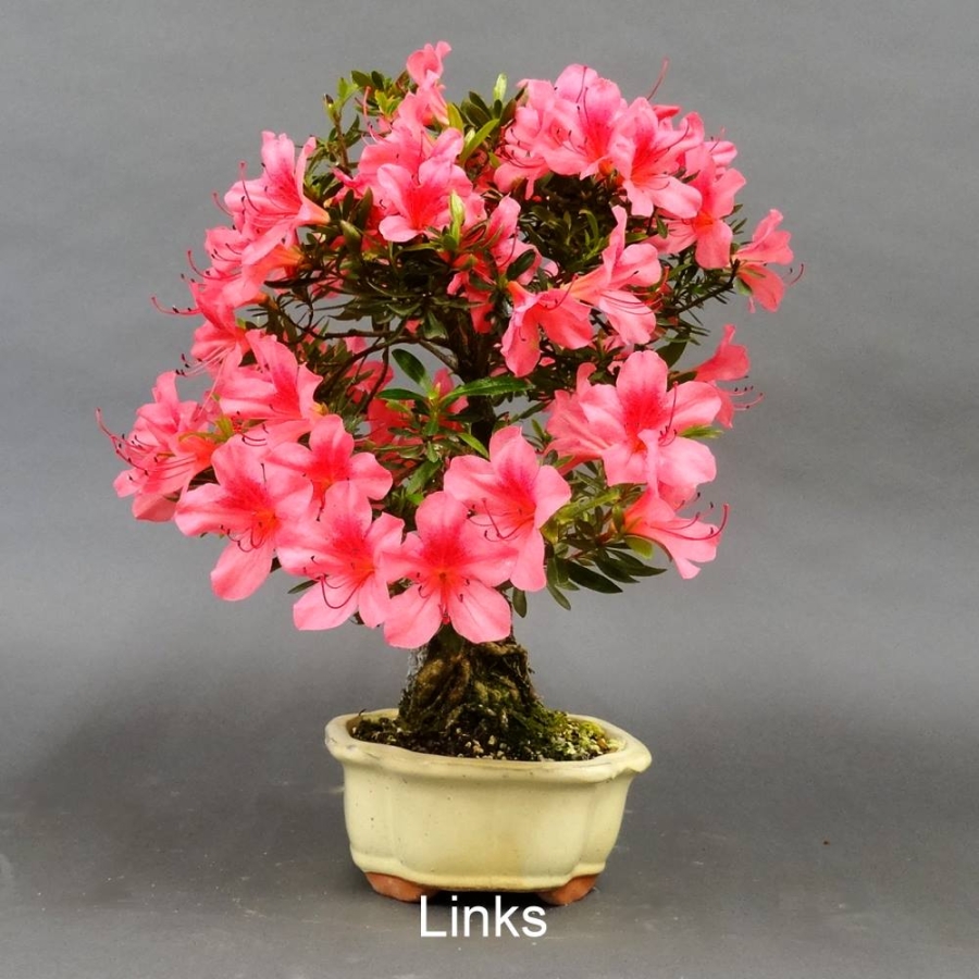 Satsuki, Azalee, Bonsai