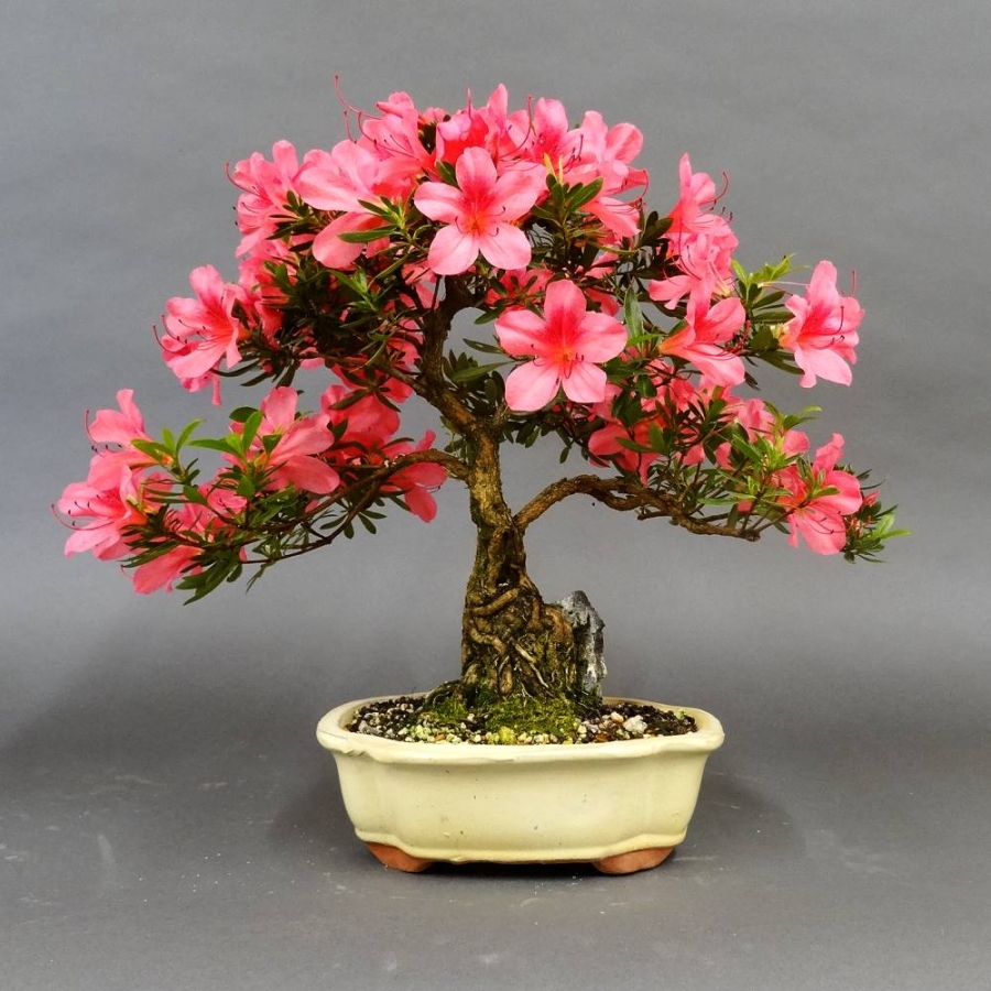 Satsuki, Azalee, Bonsai