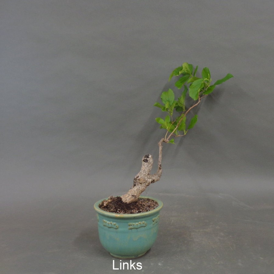 Bonsai, Celastrus, Baumwürger