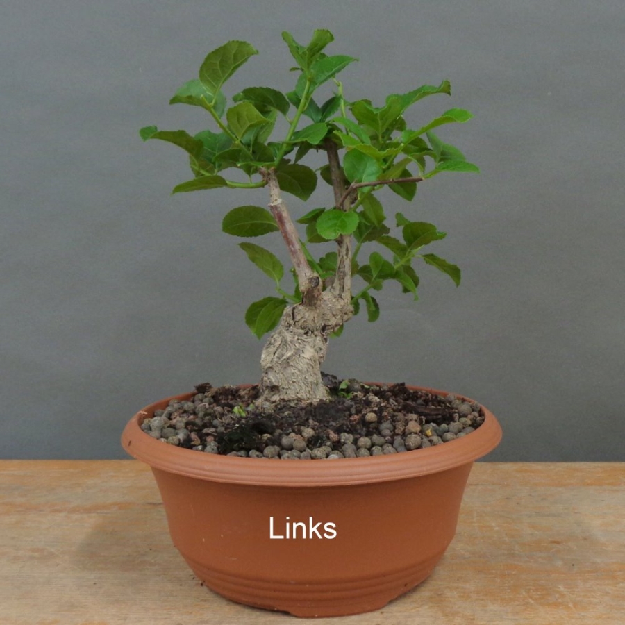 Pre-Bonsai, Celastrus, Baumwürger