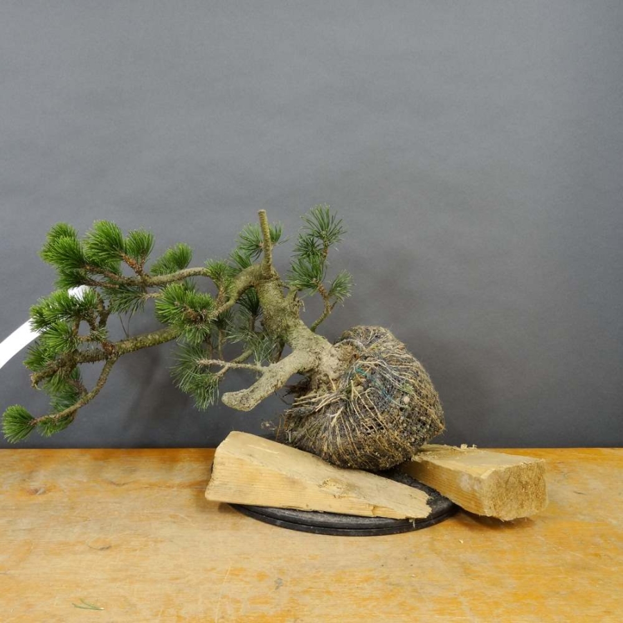 Pinus mugo Pumilio