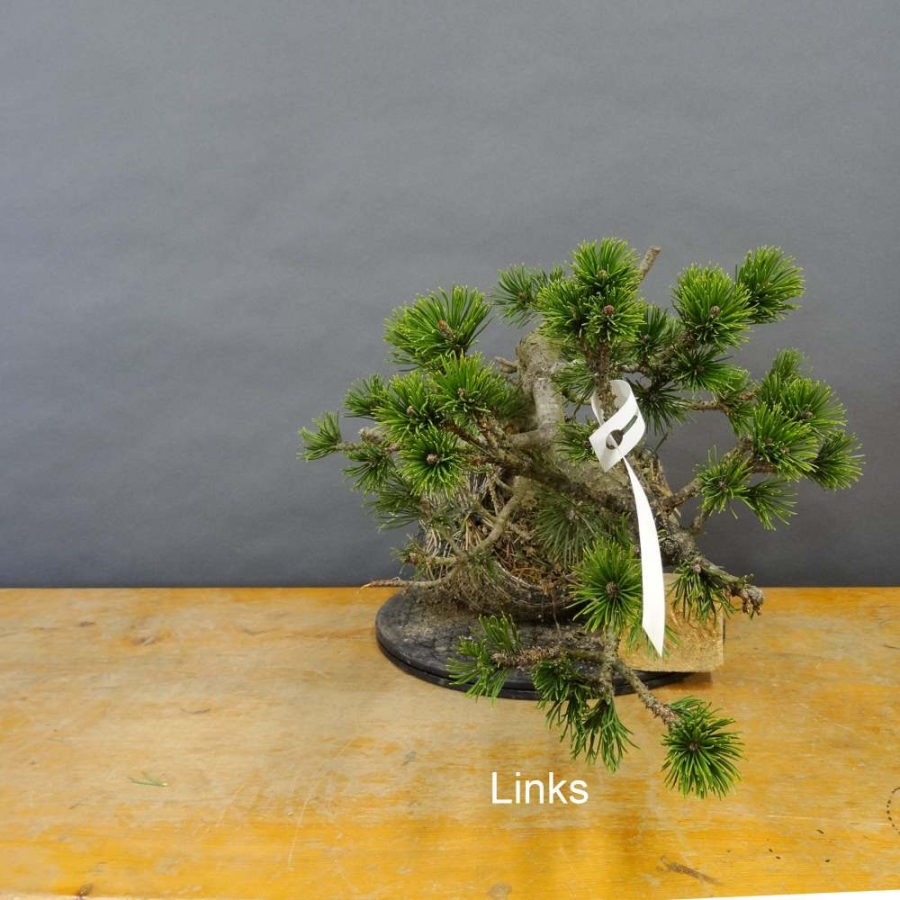 Pinus Pumilio mugo