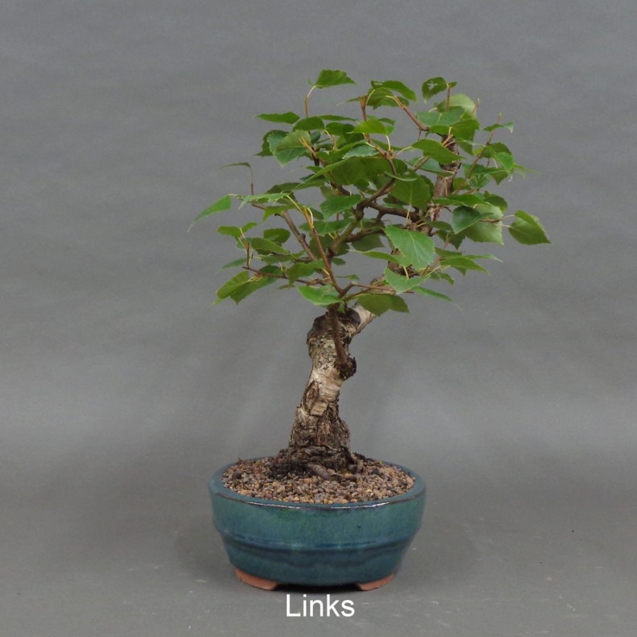 Pre-Bonsai, Sandbirke, Betula pendula