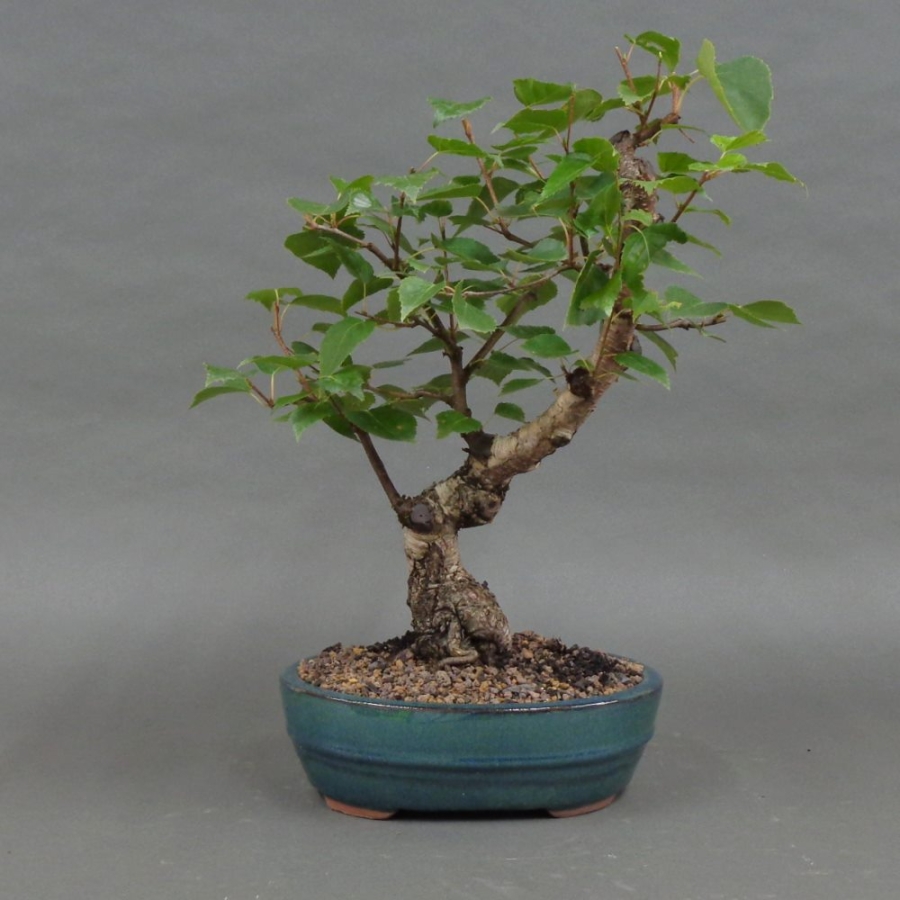Pre-Bonsai, Sandbirke, Betula pendula