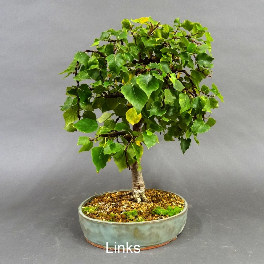 Pre-Bonsai, Sandbirke, Betula pendula