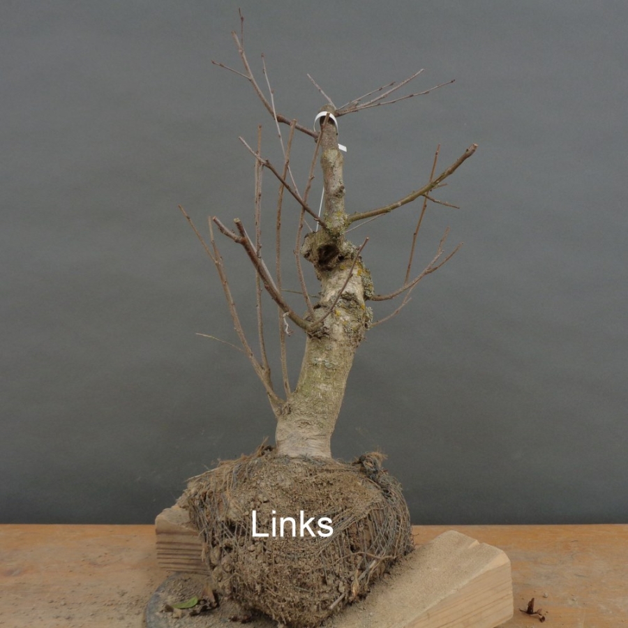 Pre-Bonsai, Sandbirke, Betula pendula