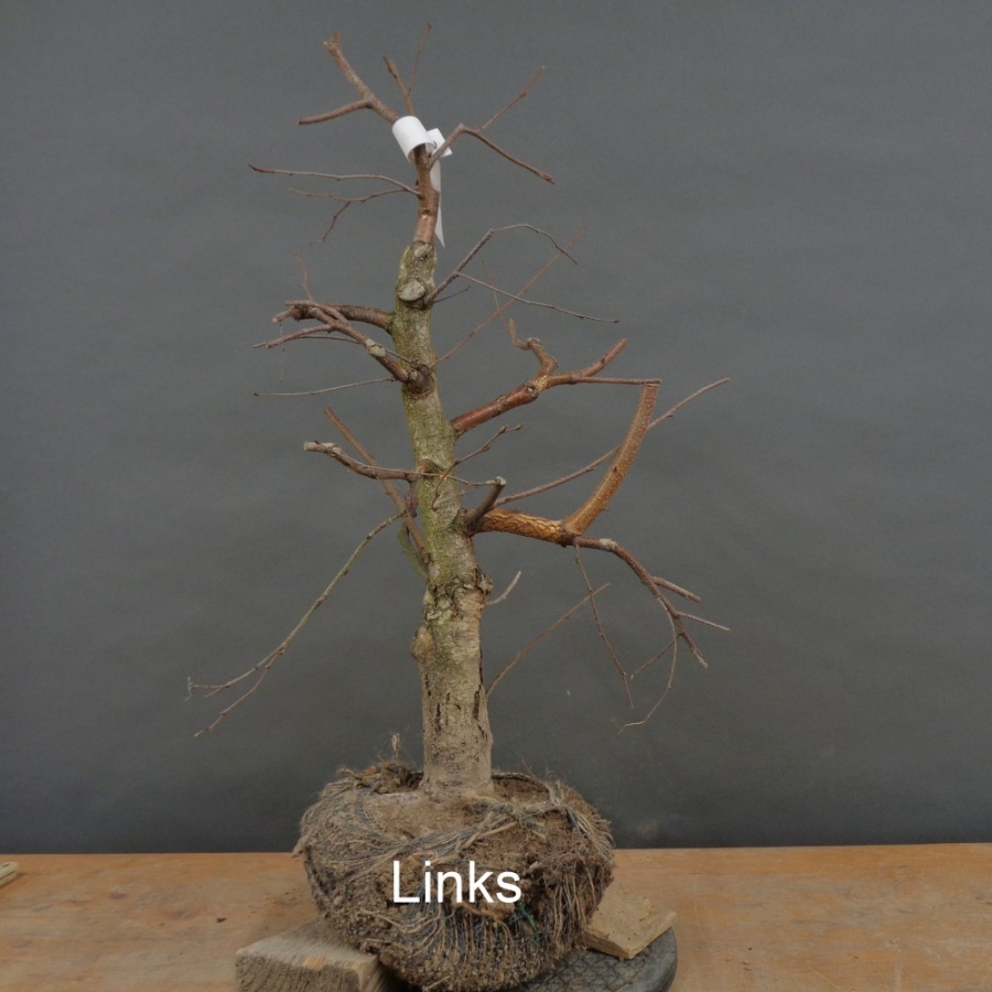 Pre-Bonsai, Sandbirke, Betula pendula