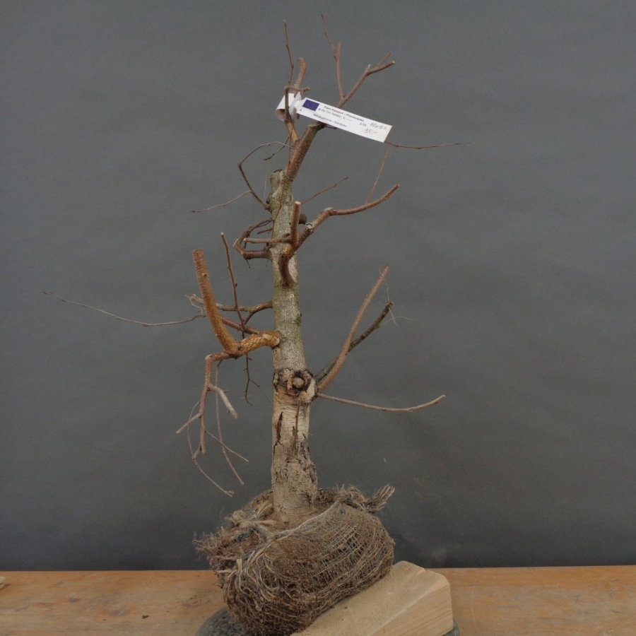 Pre-Bonsai, Sandbirke, Betula pendula