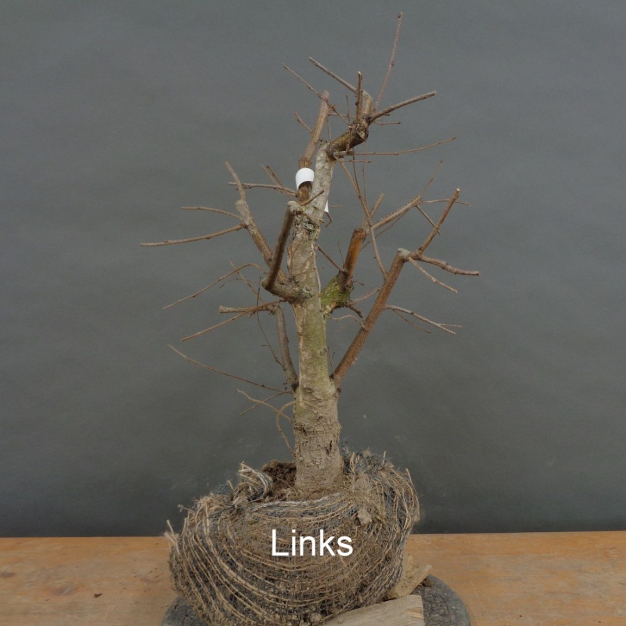 Pre-Bonsai, Sandbirke, Betula pendula