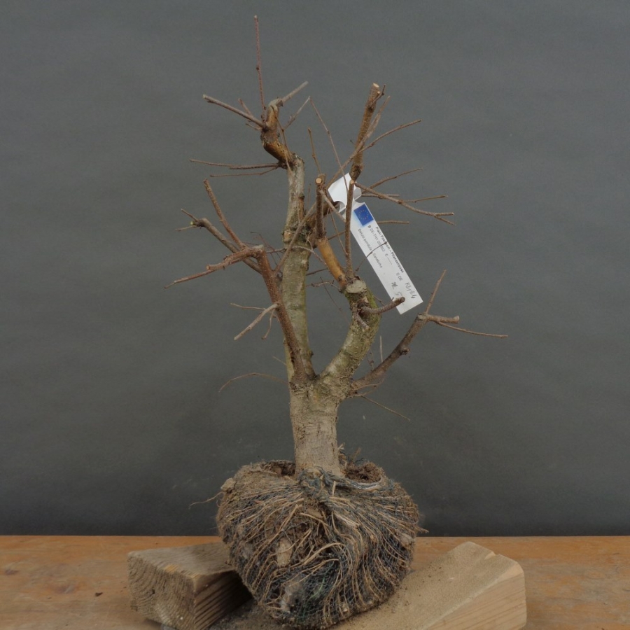 Pre-Bonsai, Sandbirke, Betula pendula