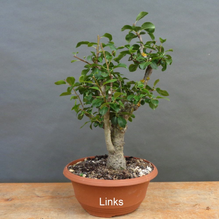 Chinesische, Birne, Pyrus, calleryana