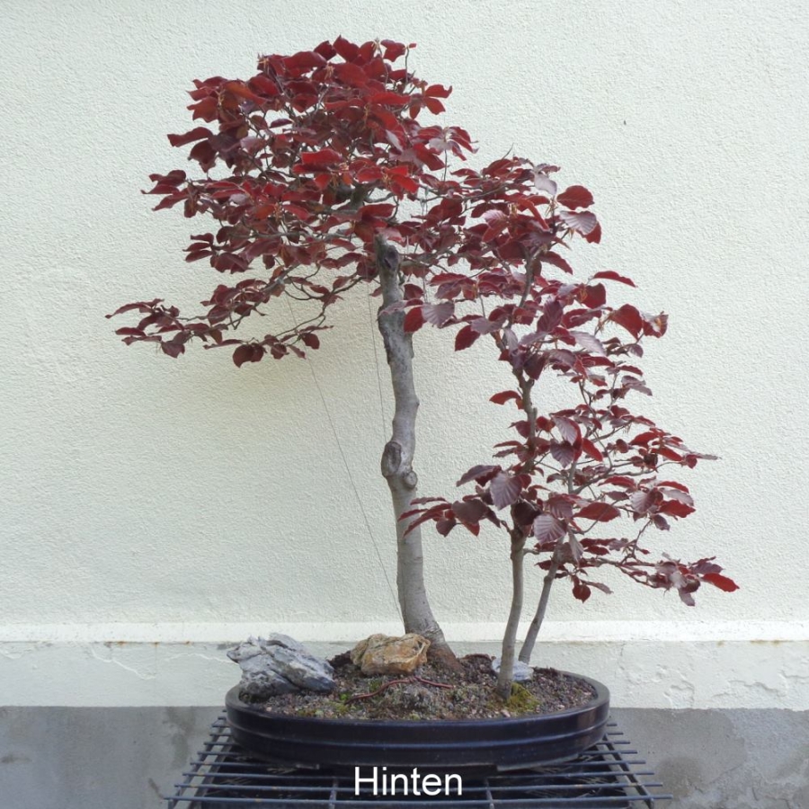 Blutbuche - Fagus silvatica 'Atropurpurea' 1