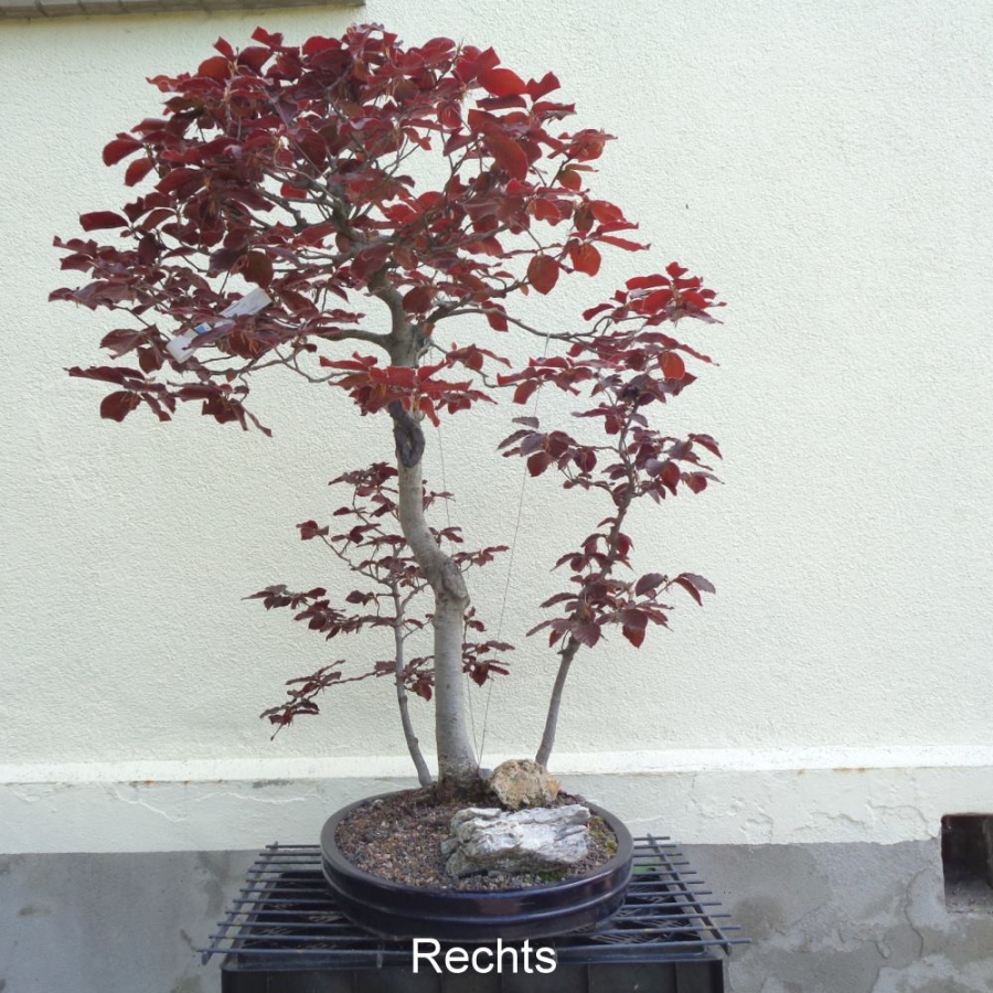 Blutbuche - Fagus silvatica 'Atropurpurea' 1
