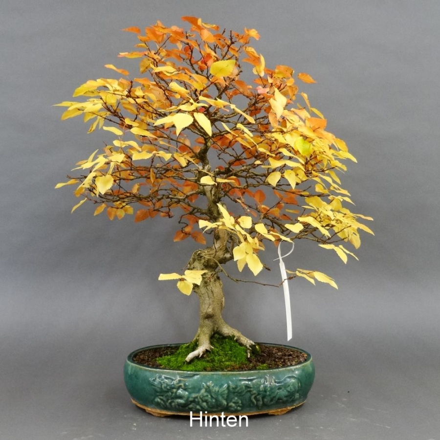 Carpinus betulus, Hainbuche, Bonsai