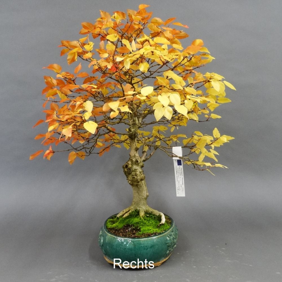 Carpinus betulus, Hainbuche, Bonsai