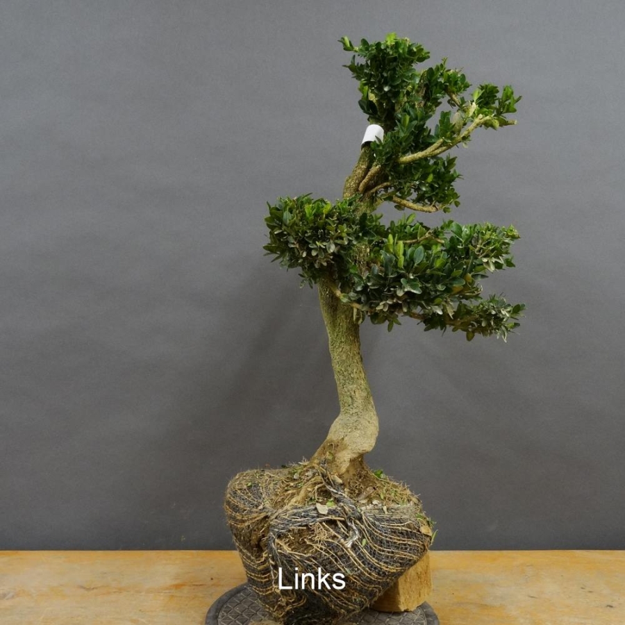 Pre-Bonsai, Buxus sempervirens, Buchsbaum