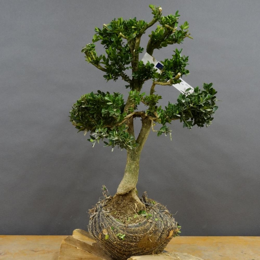 Pre-Bonsai, Buxus sempervirens, Buchsbaum