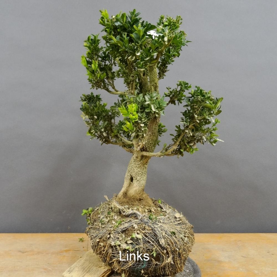 Pre-Bonsai, Buxus sempervirens, Buchsbaum