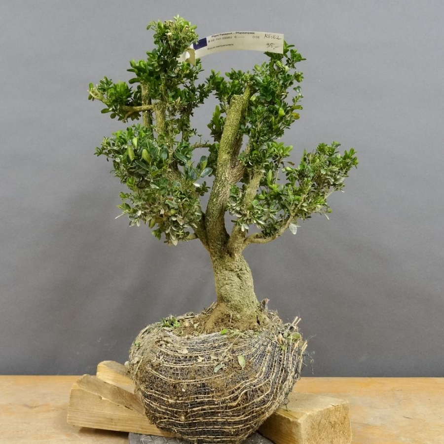 Pre-Bonsai, Buxus sempervirens, Buchsbaum