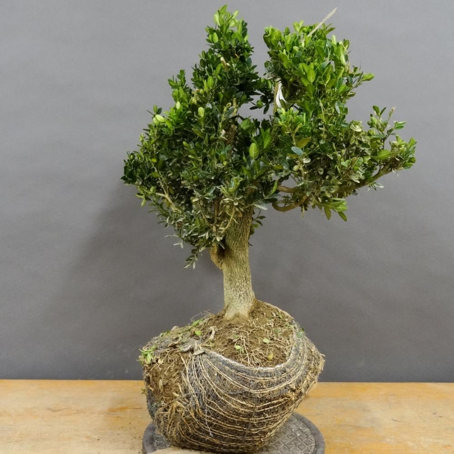 Pre-Bonsai, Buxus sempervirens, Buchsbaum