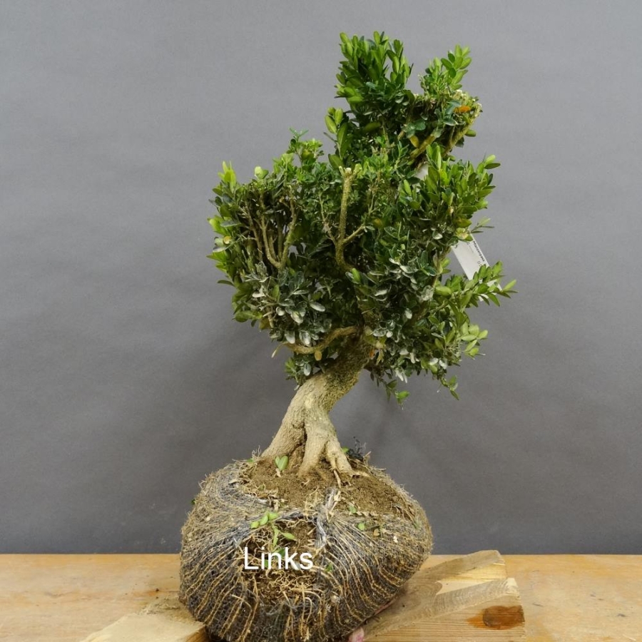 Pre-Bonsai, Buxus sempervirens, Buchsbaum
