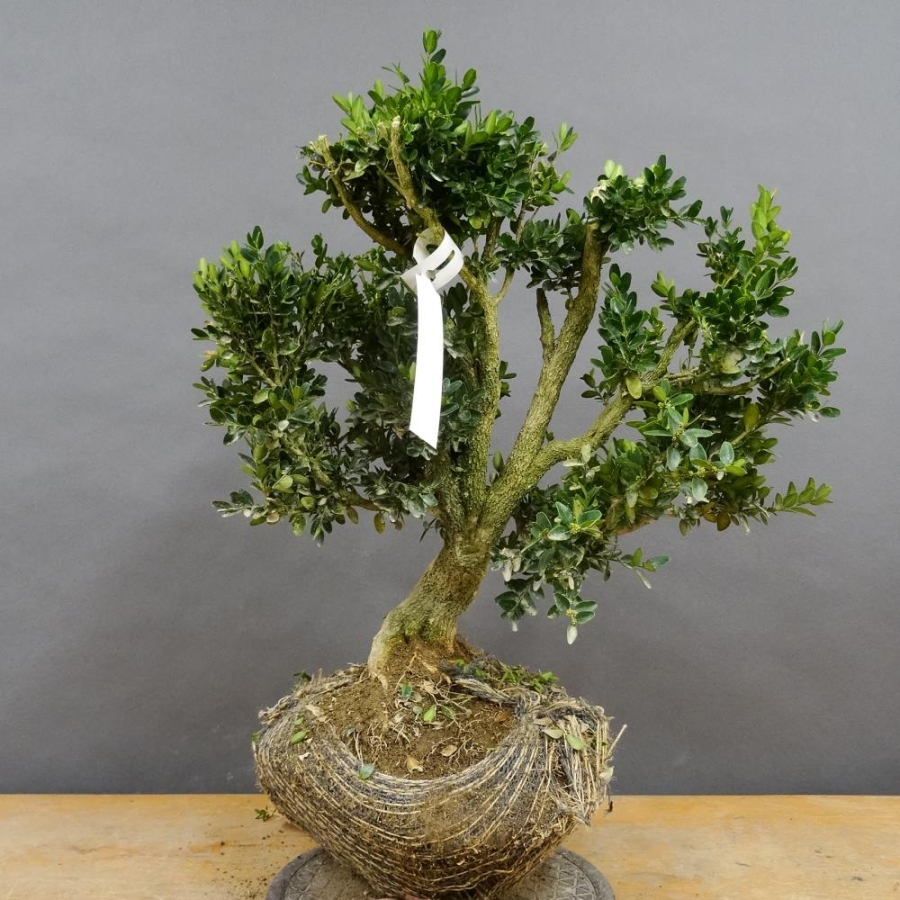 Pre-Bonsai, Buxus sempervirens, Buchsbaum