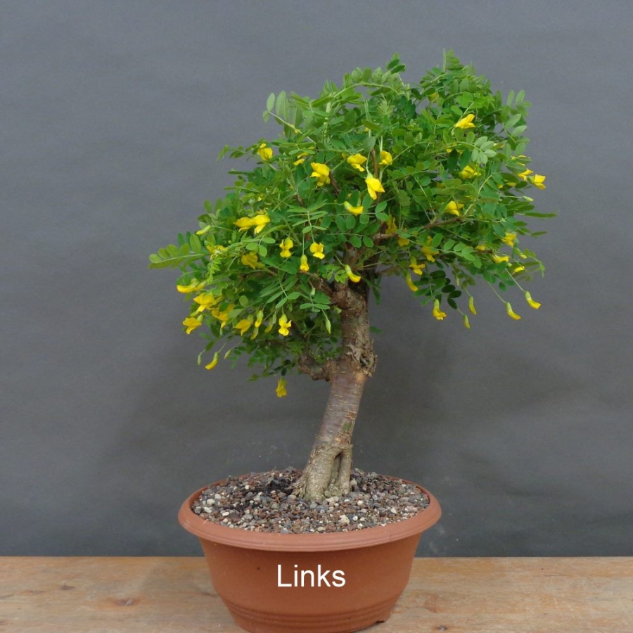 Erbsenstrauch links