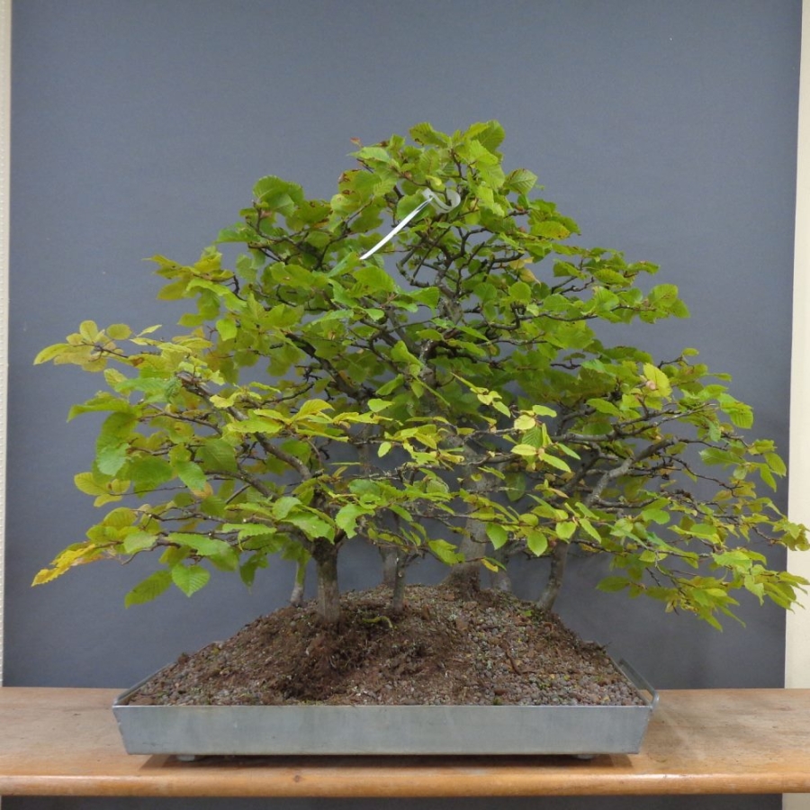 Bonsai, Hainbuche