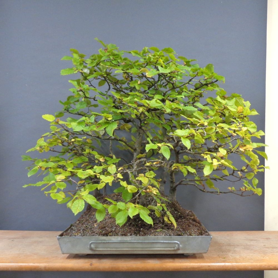 Bonsai, Hainbuche