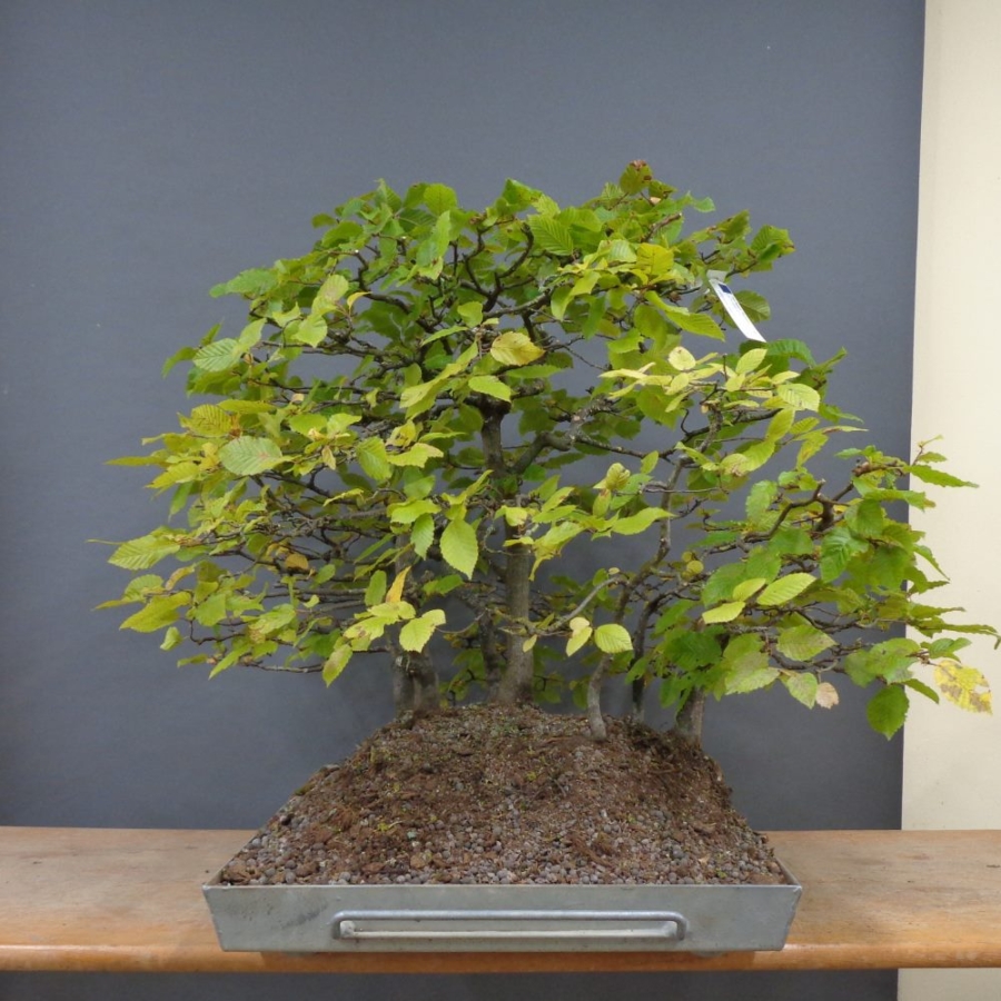 Bonsai, Hainbuche