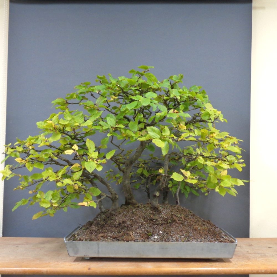 Bonsai, Hainbuche