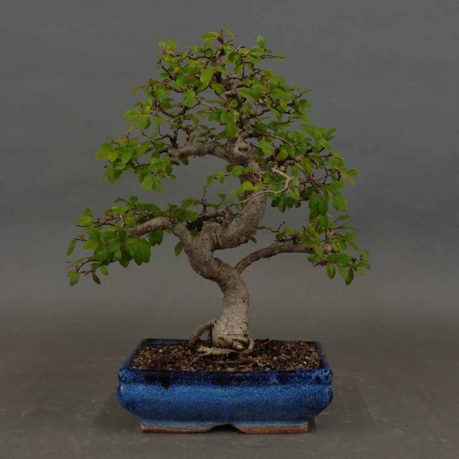 Bonsai, Feldulme Ulmus minor