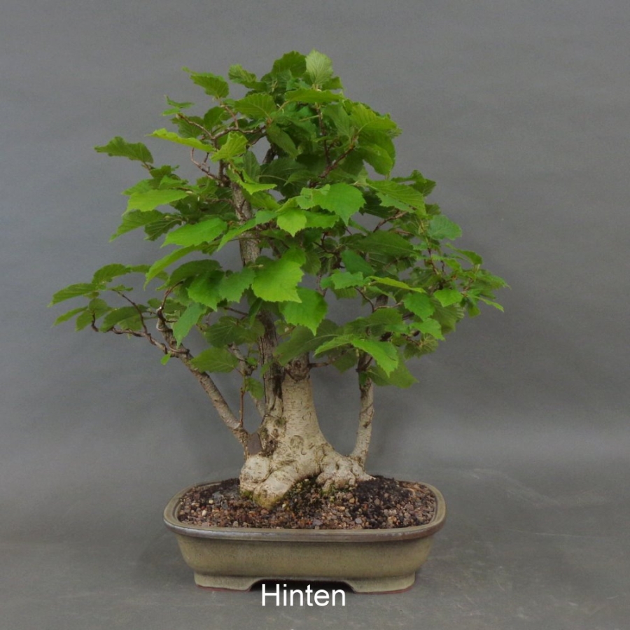 Hasel Bonsai, hinten