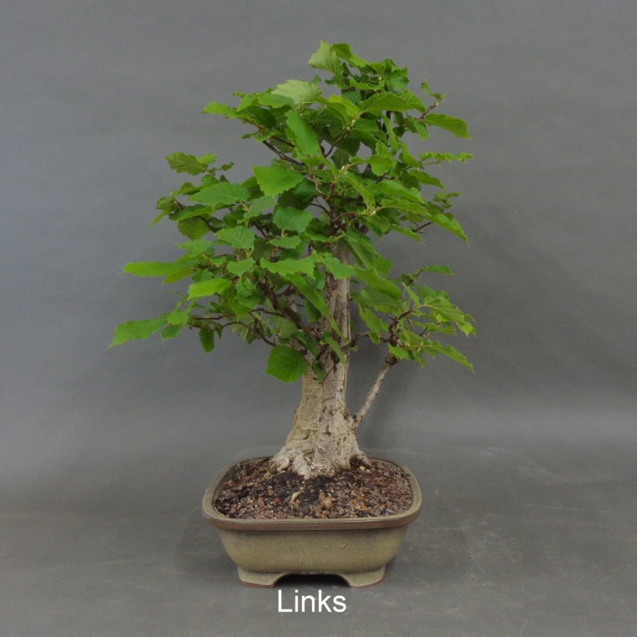 Hasel Bonsai, links