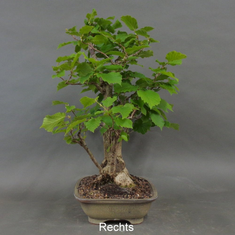 Hasel Bonsai, rechts
