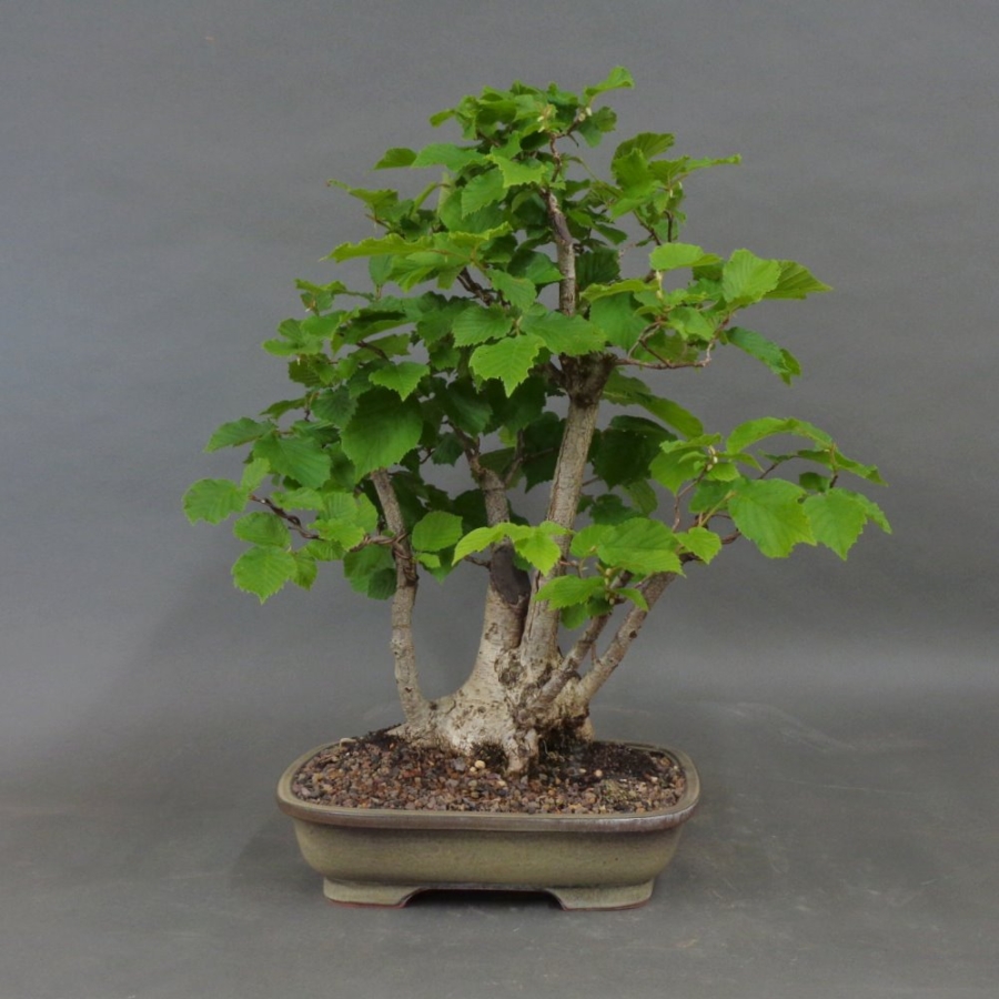 Hasel Bonsai, vorn