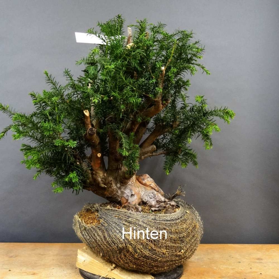 Taxus baccata Gemeine Eibe