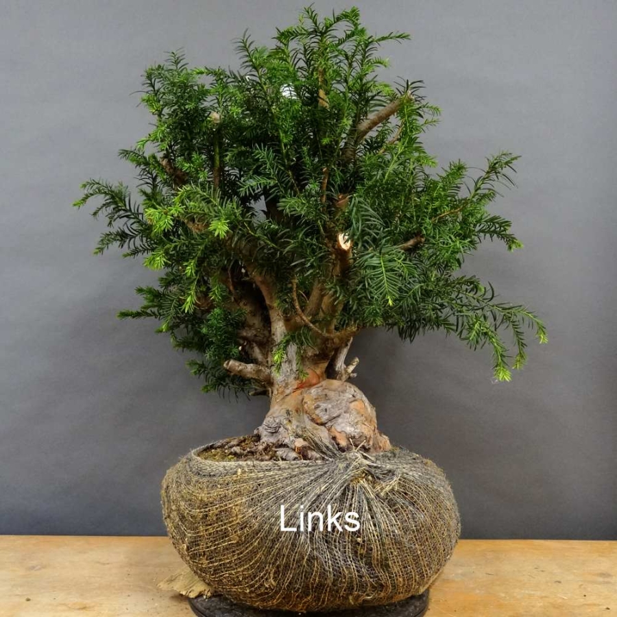 Taxus baccata Gemeine Eibe
